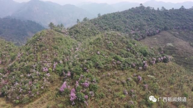 龙胜伟江杜鹃花漫山遍野惹人醉