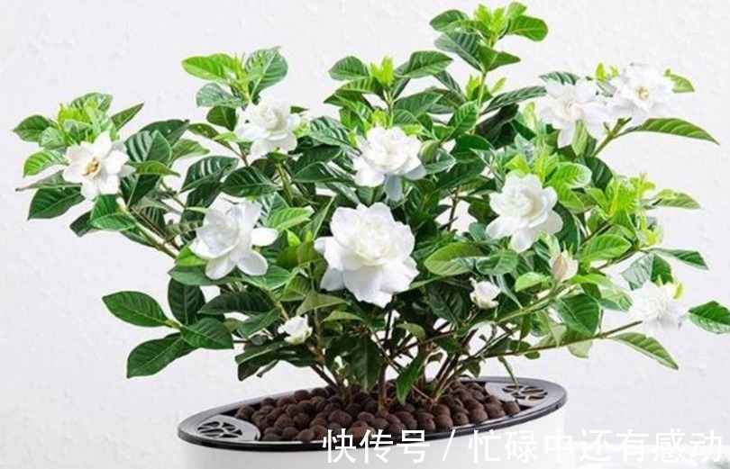 养杜鹃花、茶花、栀子花，跟着我做，五年不换盆依然茂盛开花多