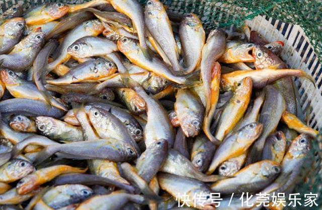 吃起来|好吃又便宜的4种海鲜鱼，基本“没腥味”，吃起来相当过瘾