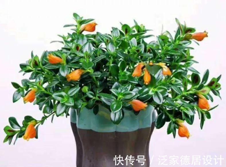 金鱼吊兰|吊兰长出了金鱼，极好的兆头，寓意年年有余