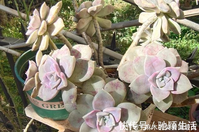 多肉|四种“零差评”多肉推荐，颜值不比桃蛋低，还容易成老桩！