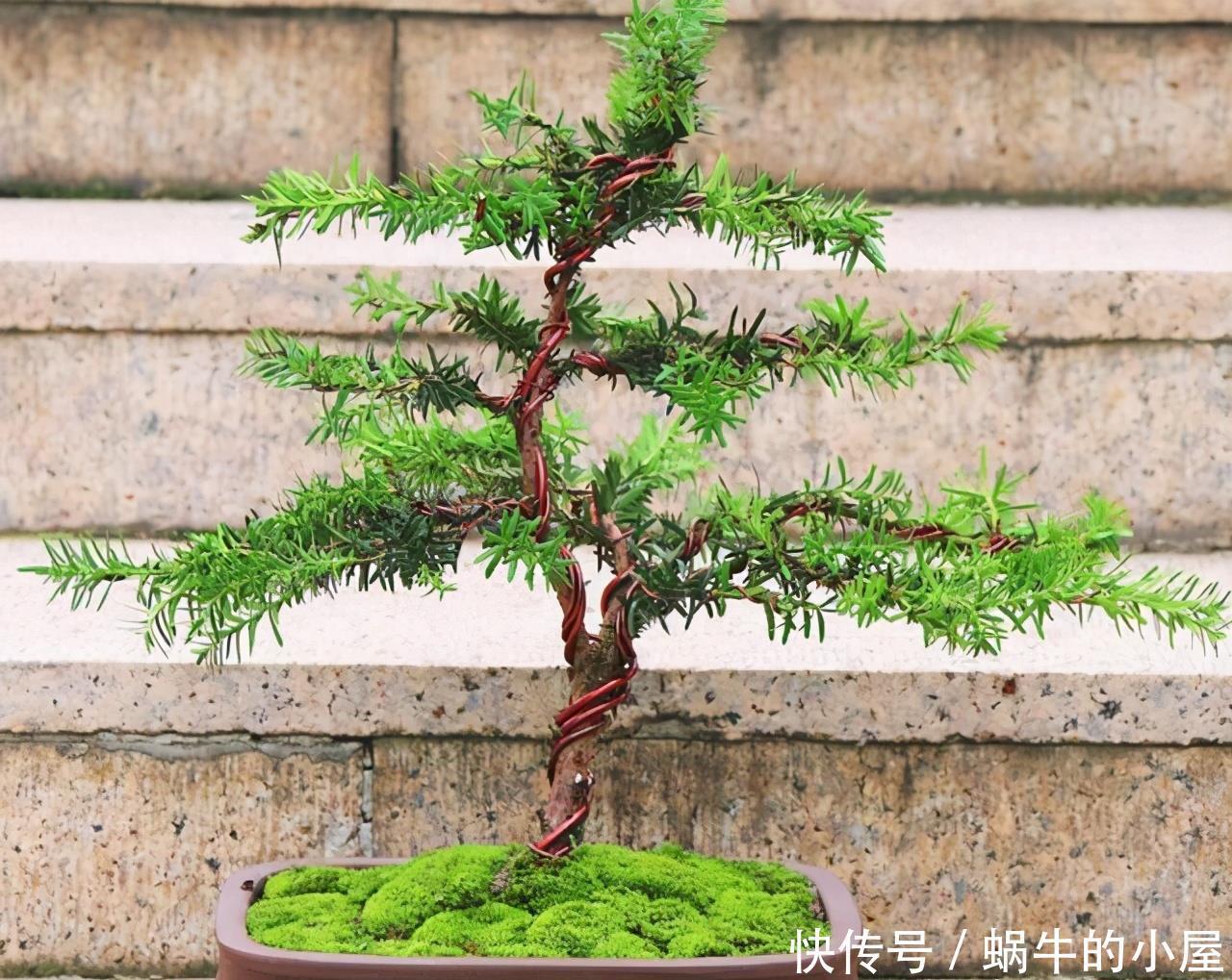 “熊猫”植物红豆杉,价值高价格贵,家里栽一株,美观又大气