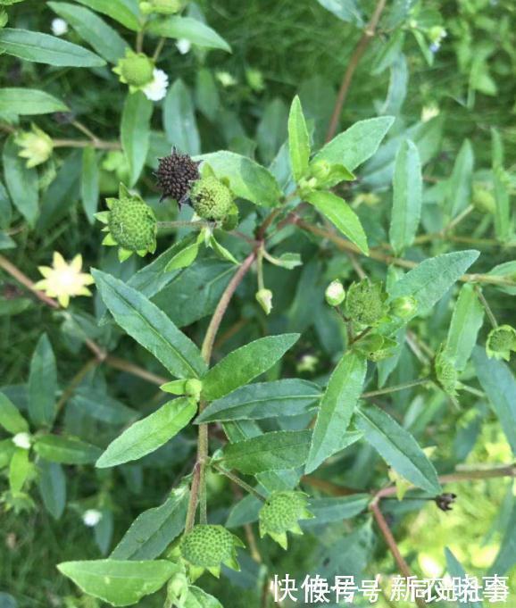 一年生|农村这种野草手一碰就变黑,很多人不知道它可以捣烂来煮水洗头!