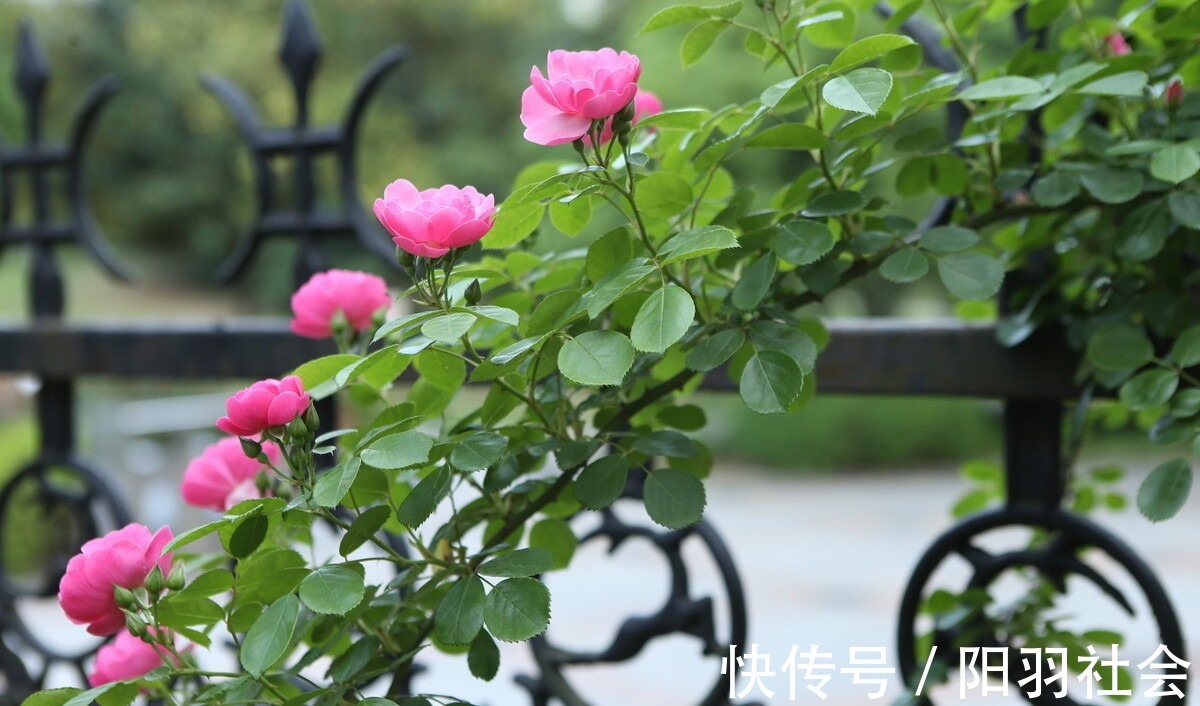 岁月$止于唇齿,匿于流年,谁的岁月,弹指刹那,谁的沧桑,掩去芳华