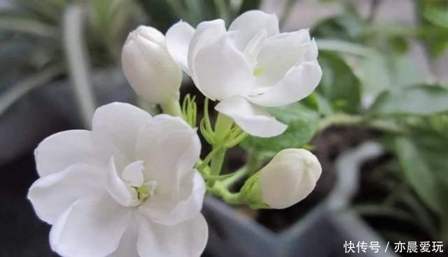 土壤|冬天家里气味难闻,养这4种花吧,仿佛生活在花园里,香气四溢