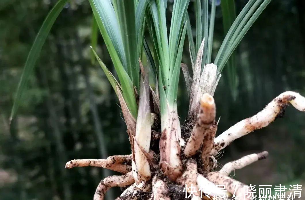 立冬以后兰花不能浇水，这个观点害惨了兰友，春兰蕙兰花苞都没了