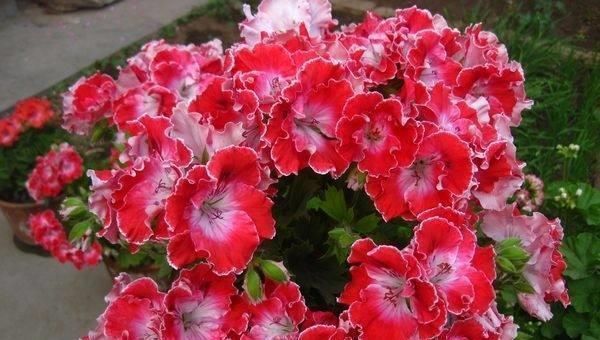 花盆|这些过期的药片丢花盆里,花像吃了兴奋剂,猛长叶狂开花