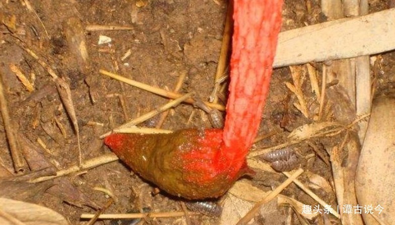 农村|农村珍贵的“一柱红”，告诉家乡人，若遇见别踩到