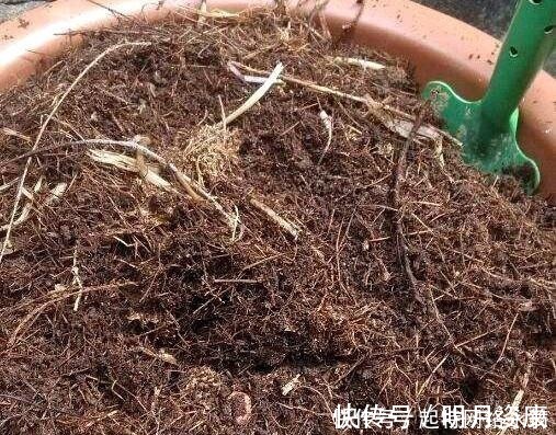 根壮|路边捡一把扔到花盆里,土壤肥的流油,根壮不腐烂,3年不用换土