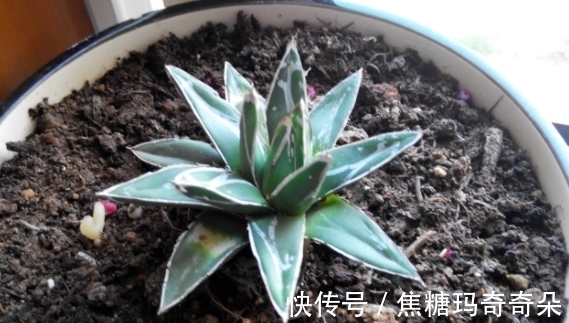 板结|养花浇水问题:过多、过少、浇不透土壤