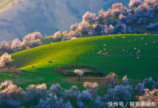 美景|亚洲最大的野果林，是新疆深山里的世外桃源，静谧的花海令人向往