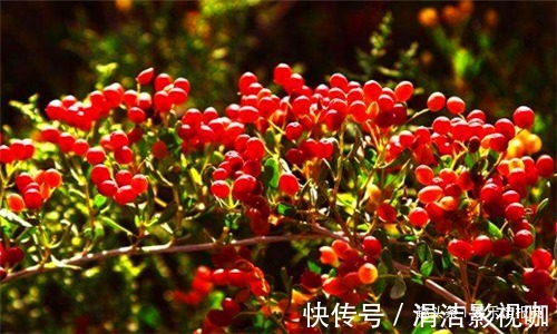 丝瓜|女性不想变老，常食4种食物，排毒护肝，滋补卵巢，预防子宫早衰