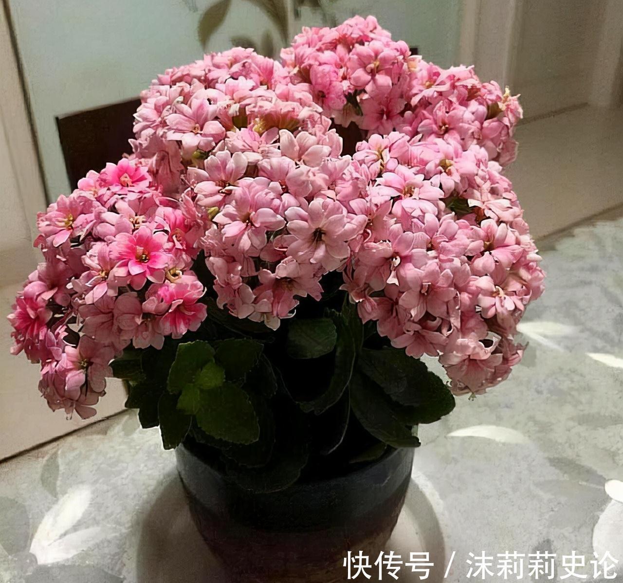 你的长寿花还没开花，赶紧来一勺它，花朵集体猛开