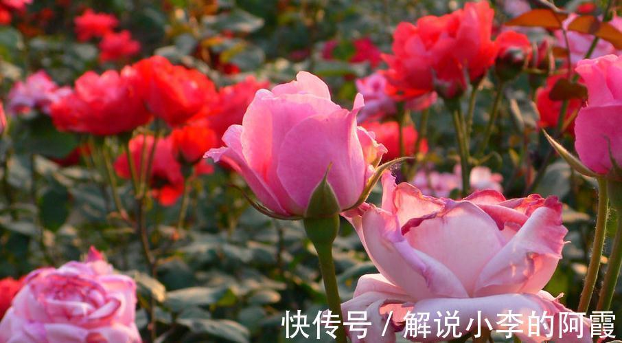 刚买的月季小苗黄叶黑杆枯萎,不是商家卖假货,只是养护方法不对