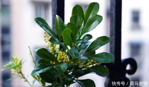 浇水|这种植物,有兰花的香气,树的气质,还比兰花好养,一开就半年!