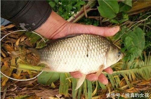 早春鲫鱼扎堆在这3种位置,位置选对了,不愁钓不上大板鲫!