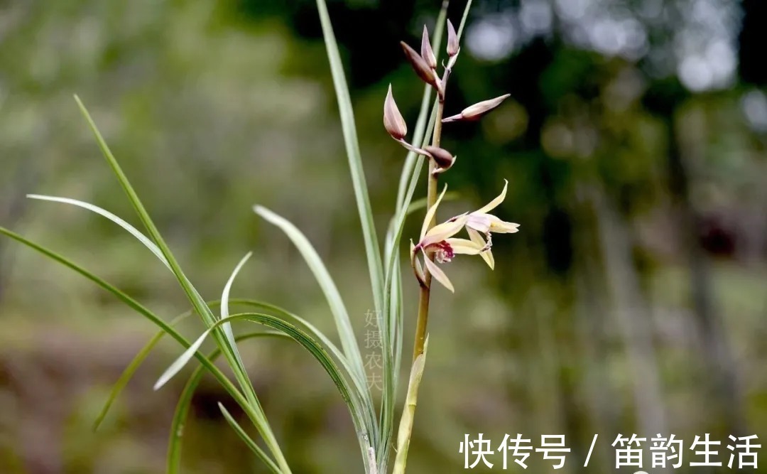 孕蕾|夏天太热，养兰花如果犯一个错，可能导致难孕蕾、不开花