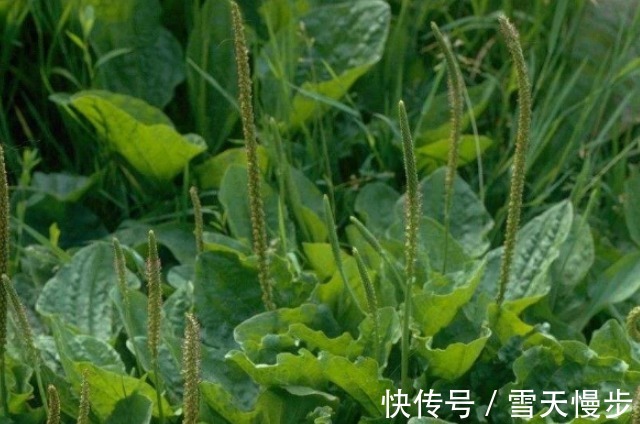 肚子|“天然胰島素”被發現，平時放開肚子吃，糖尿病或許乖乖“溜走”