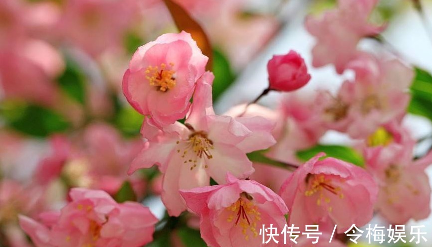 六种不怕冬季的花卉,越冷开花越多越漂亮,在冬天轻松开花爆盆!