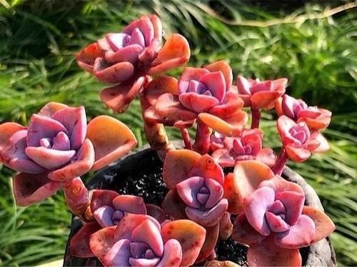 多肉彩虹糖,精致版的紫乐,容易上色喜欢群生,新手也可以放心养