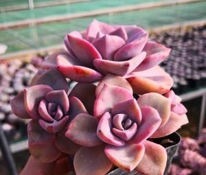  看上去很|盘点10款粉色系多肉，各有各的美，粉萌可爱，你最喜欢哪种？