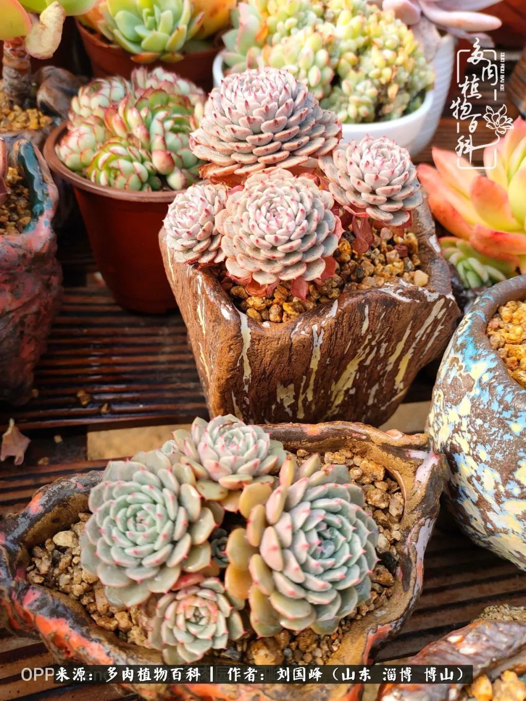 贵的不一定是对的,你的多肉究竟值多少钱附冬季养护攻略!