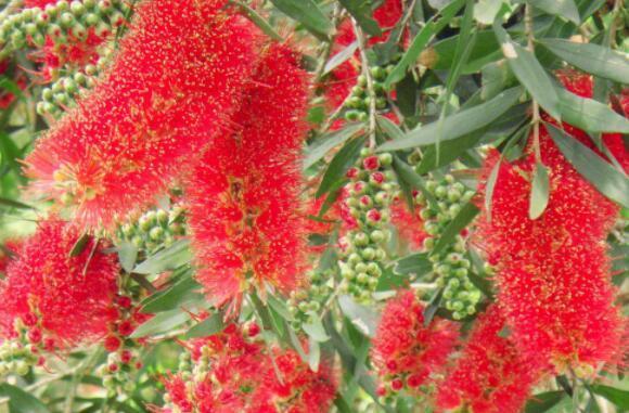 喜欢养花选“它”花语英姿飒爽,花开一串一串,颜色艳量多