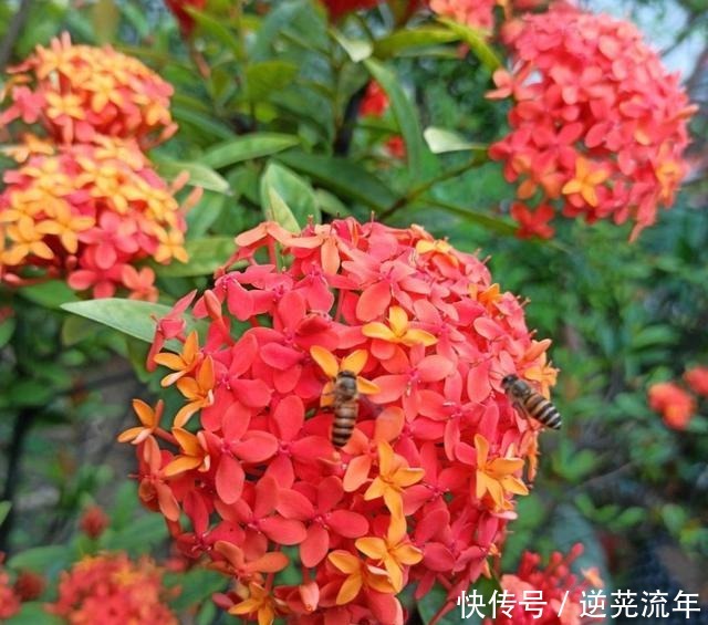 这4种花是“开花机器”,便宜又好养,适合阳台栽!