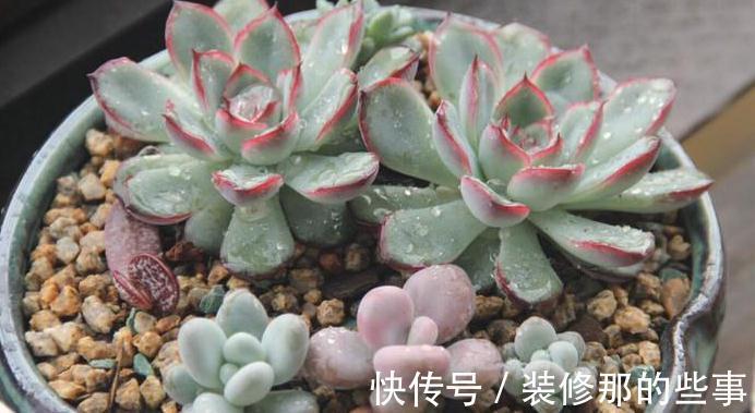 粉蚧虫，肉友最痛恨的虫子，多肉防虫要无时无刻