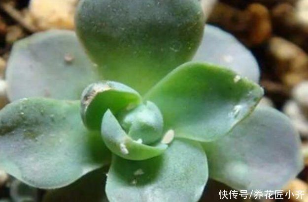 喷药|蚧壳虫身披“蜡质壳”,养花遇到很烦人,记住这几招,全部都消灭