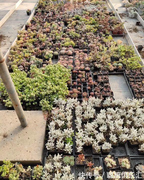 养花|逛花市的“小技巧”,低价花卉“随便淘”,大饱眼福又省钱