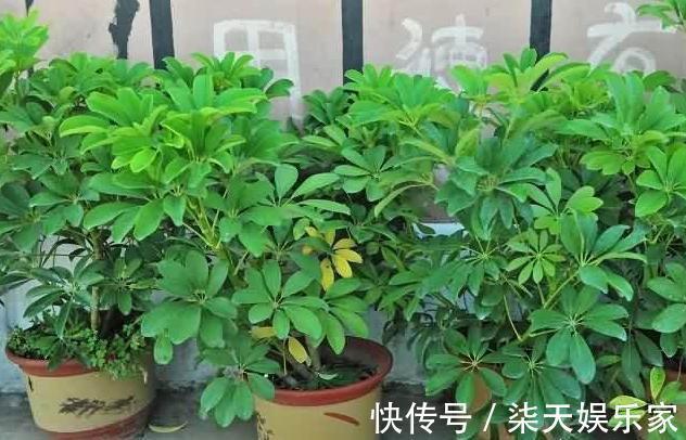 大树|鸭掌木小苗不好看,学会“1招”,枝繁叶茂,小苗变“大树”