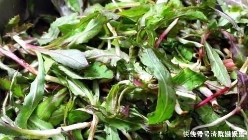 营养|入夏后黄瓜生菜靠边站,多吃它不用花一分钱,去火润喉,营养丰富