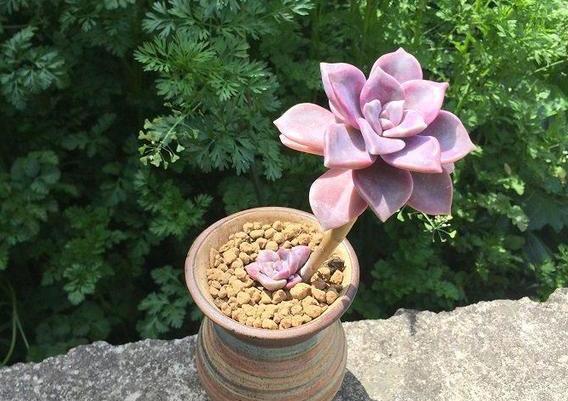 多肉徒长、叶片又肥又大该怎么解决2步操作,让它过夏就变美