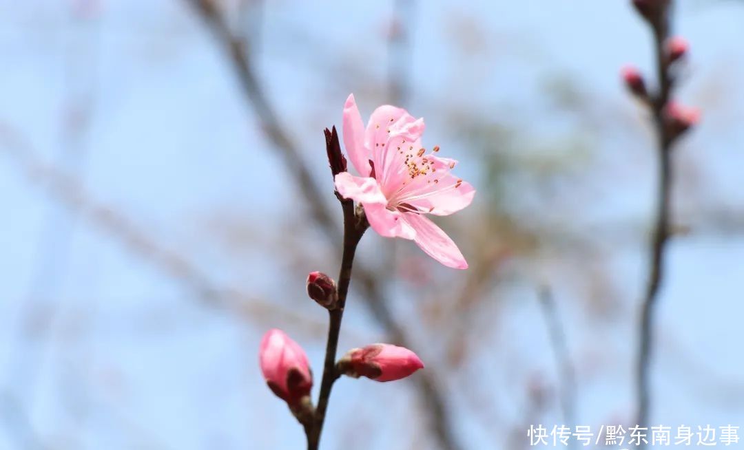 公园|春暖花开风景好， 踏青赏花正当时