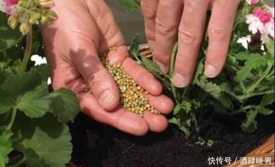 淘米水、羊粪水都不如2种肥,啥花都通用,养啥花爆啥花!