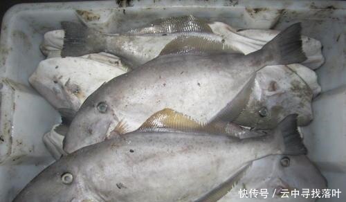 五种鱼都不能养,碰上就买吧!饮食过量对健康有益