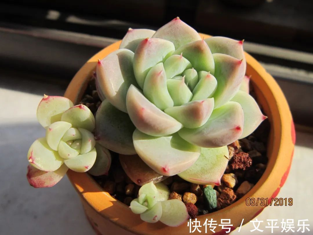 一组逆袭成功的多肉给它时间,它就会给你好看!