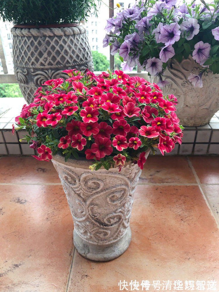 重瓣矮牵牛|这些花朵超好养，不管也爆盆，放在家里，你也能拥有一片花海