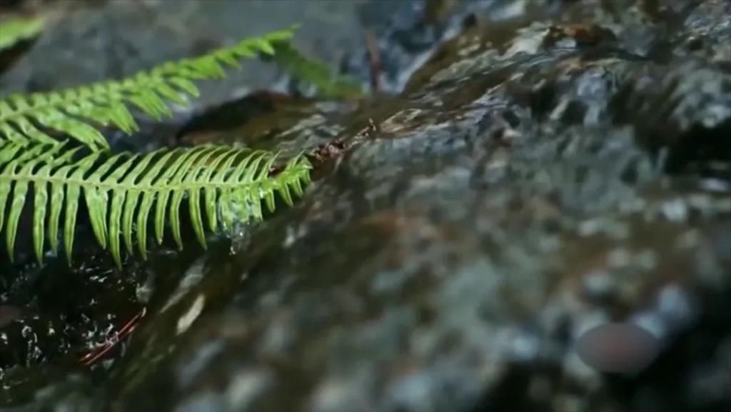  水韵|水韵风采的魅力，湘籍著名水彩画家蒋烨的追梦之路