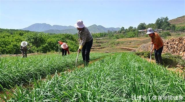 如何种植韭菜,您都知道吗浅谈韭菜的种植方法!