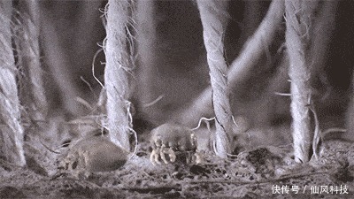 螨虫|90的人都在陪螨虫睡觉螨虫最怕3种东西，好好利用，螨虫跑光光