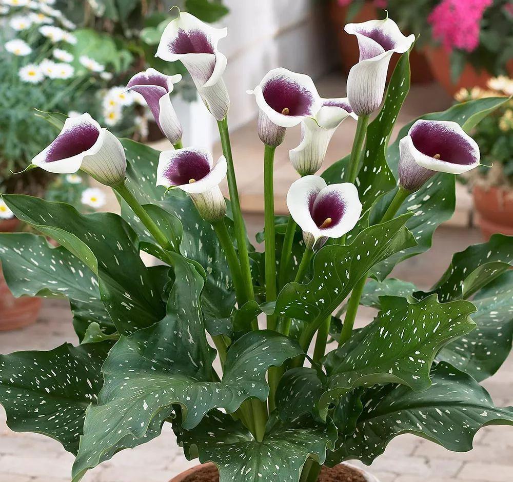 发黄|5种“漂亮花”,一到夏天就蔫了,不是死翘翘,到了秋天会复活