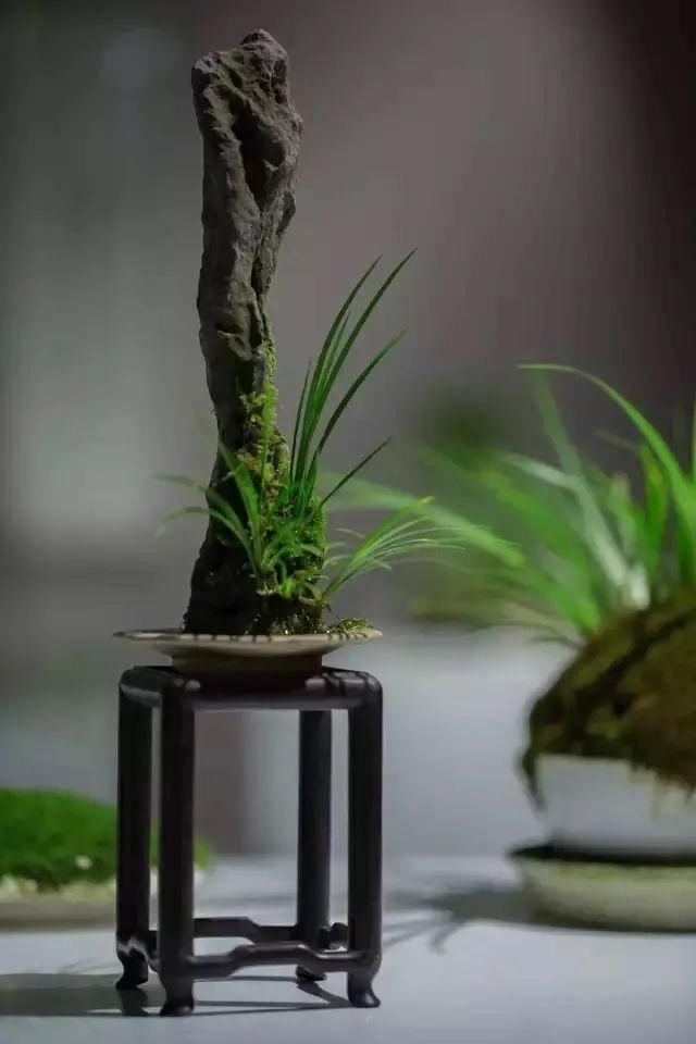  爱蒲|爱蒲之人，好似神仙