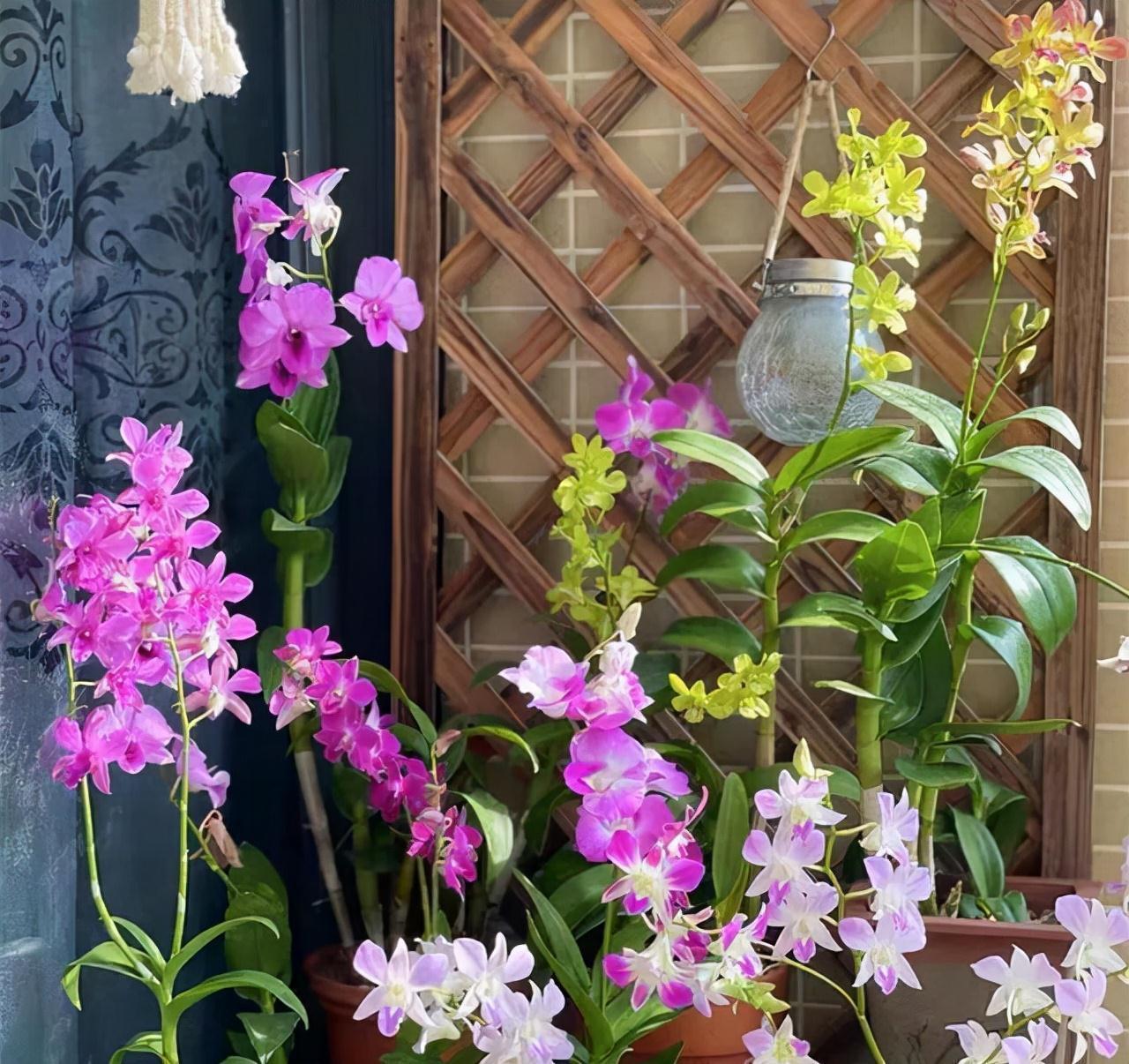 “10种花”好养又漂亮,有点散光就“生长”,花叶俱美,富贵大气