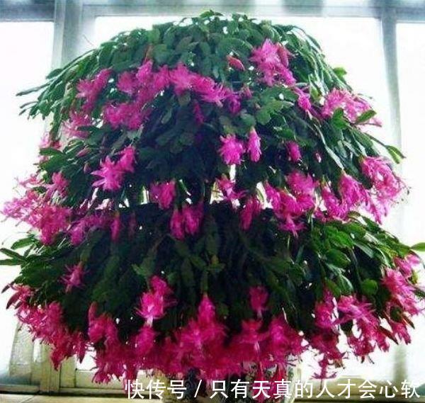 蟹爪兰|养花就养个花期长的,花大色艳,人见人爱,养100盆也不多!