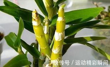 石斛兰怎么养,教你6招小细节,花叶轻松长爆枝头