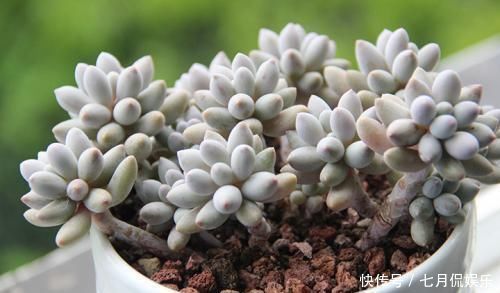多肉植物|新手养多肉植物，做好这几件事，长得胖乎乎，个个爆满盆
