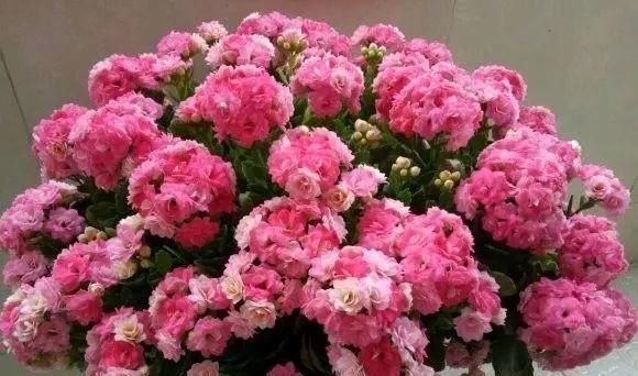 一棵长寿的花，124个花箭，开花，锅盖打开的方法