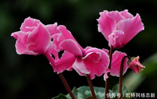 这4种绿植一定要养,随便养1盆,旺财又镇宅,满满的幸福感